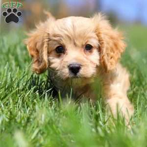 Zoey, Cavapoo Puppy